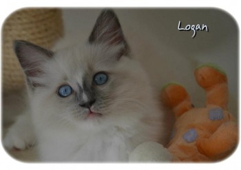 mâle blue point-mitted - Chatterie Ragdolls du Val de Beauvoir